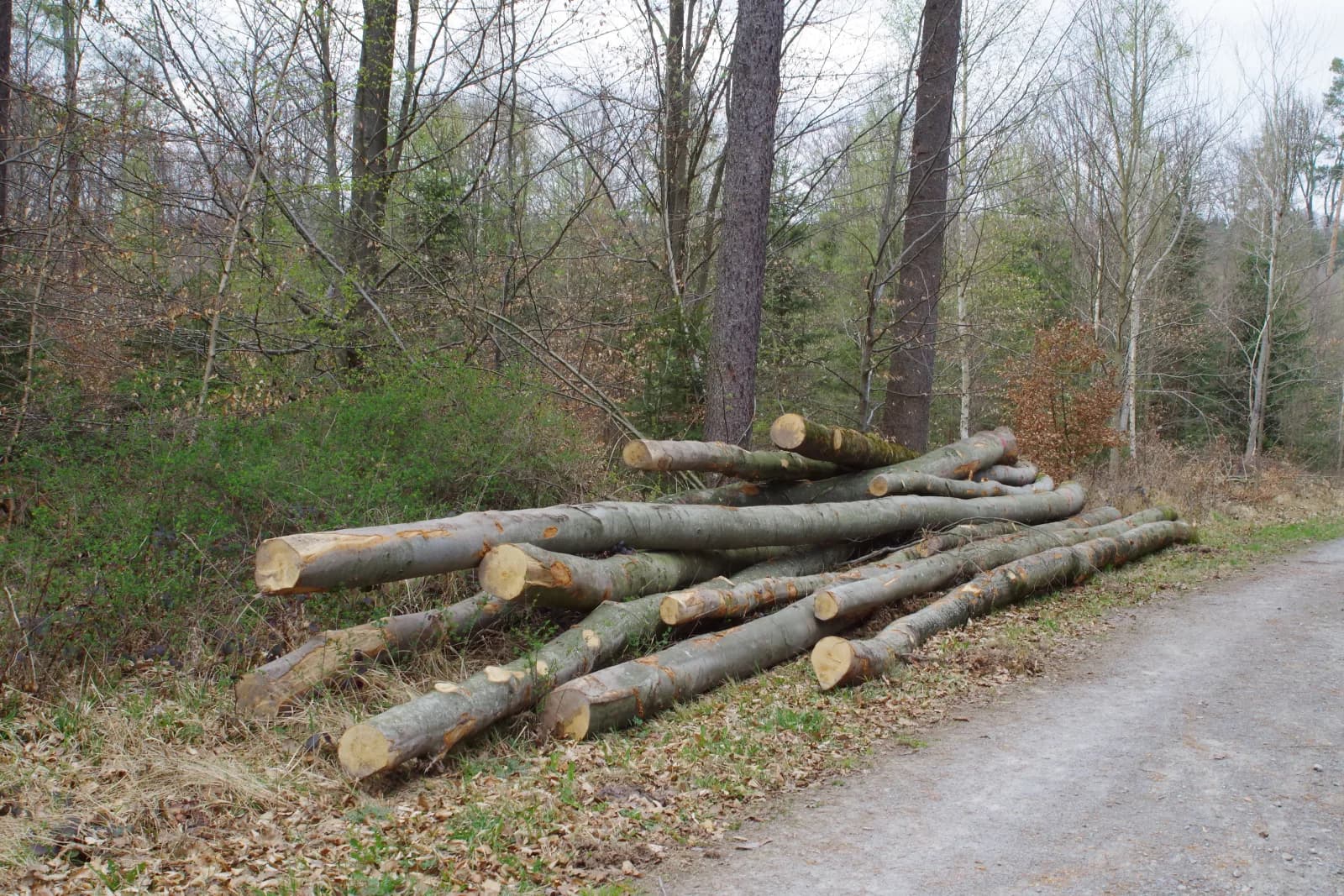 Stammholz zum selbersägen