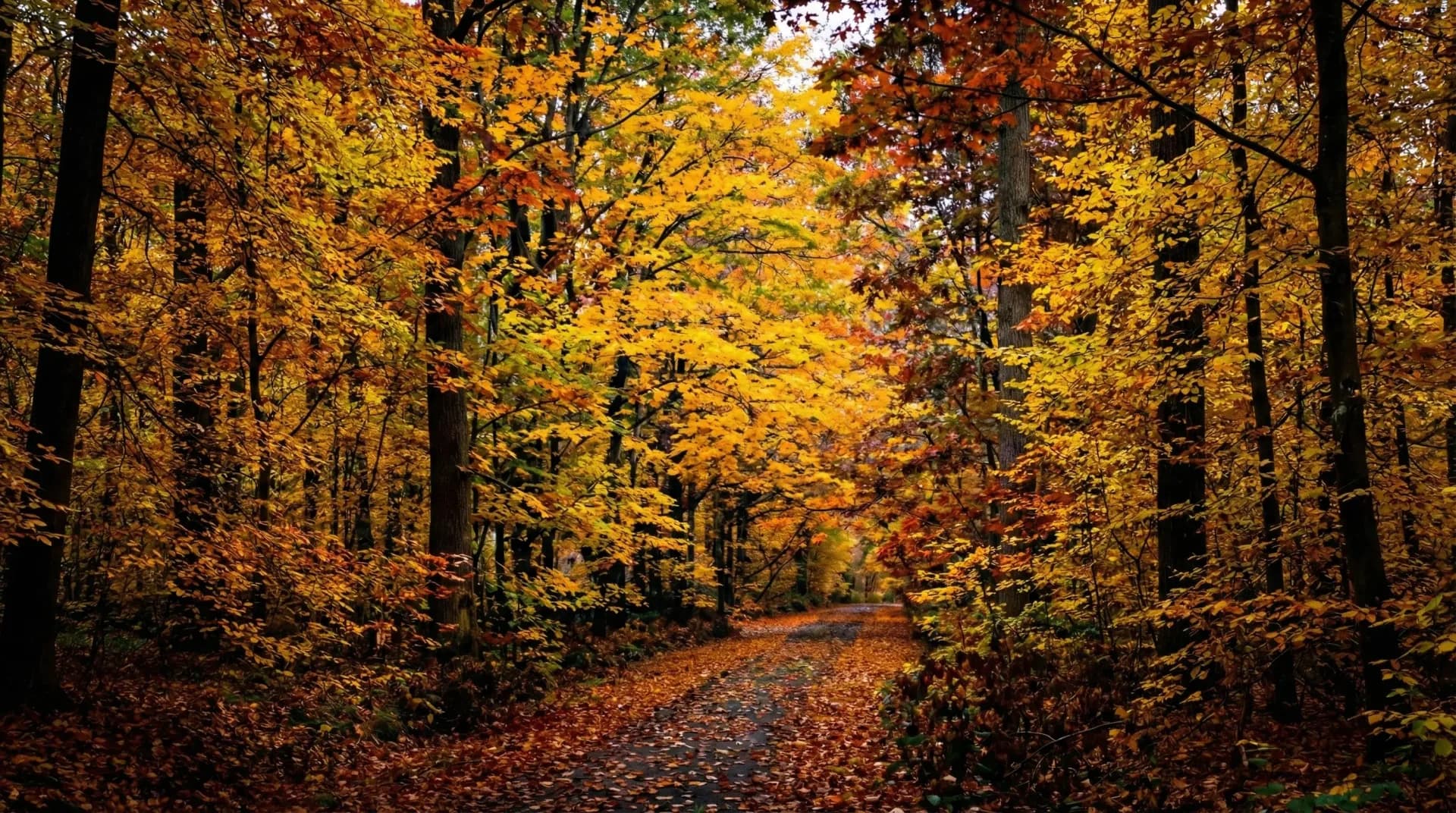 Naturschutzgebiet Ichterloh – Unser Wald im Münsterland